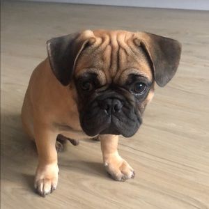 Meet your Posher, Abby